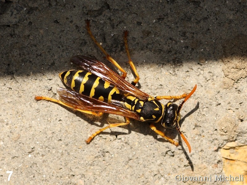 Vespa da ID:  Polistes cfr. dominula